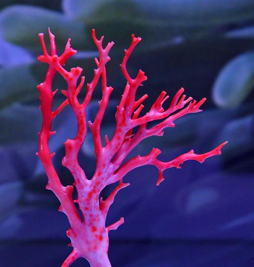 FLEXIBLE BRACELET RED CORAL (MARJAN) - 6MM (Single layer)