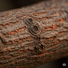 Ancient Koka Wood Intermix With Amethyst 8MM 100 Beads.